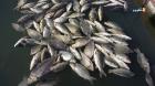 نفوق الأسماك ببريحان سببه نقص الأوكسجين في الماء